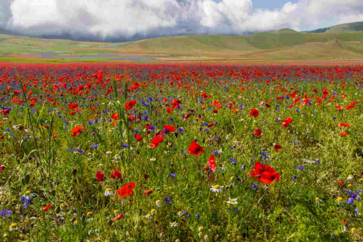 Castelluccio di Norcia 